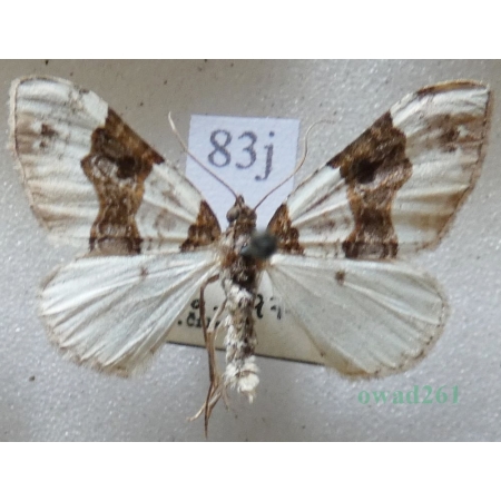 Cosmorhoe ocellata (Linnaeus, 1758) Paśnik dwuziernik Czech83j